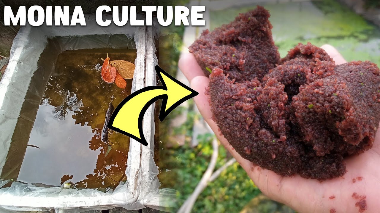 How To Culture Fish Live Food Free | Fish Live Food Free
