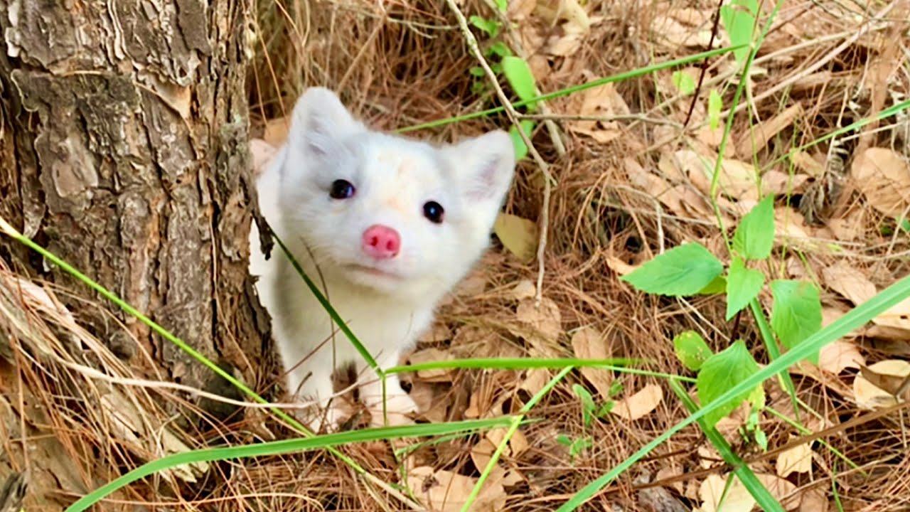 Я надеюсь, что люди не причинят вреда этой маленькой лисе. 🦊🦊🦊😘😘😘❤️❤️🐶🐶