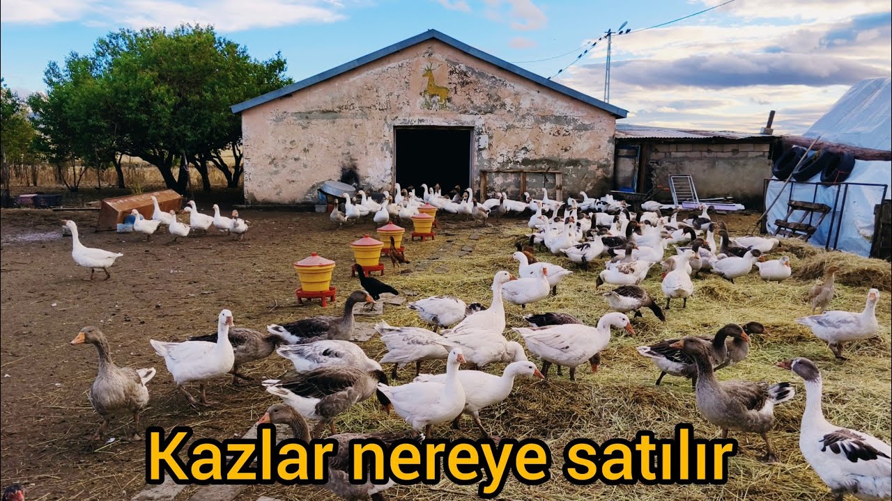 Kimler kaz alımı yapar, üretilen kazlar nereye gidiyor #kaz #kazçiftliği #çiftlik
