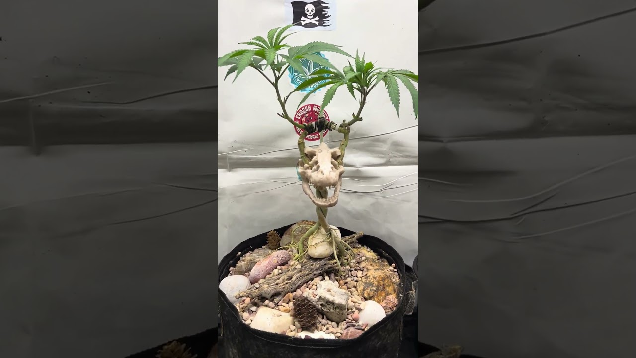 Cannabis bonsai tree 👨&zwj;🌾 #cannabiseducation #america #weedgrowers #grow #plants #cannabistalk101