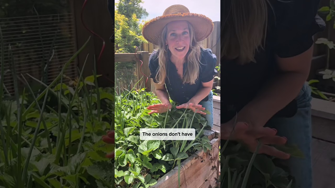 Сделайте это, чтобы защитить вашу клубнику от вредителей. Совместная посадка &mdash; лучший способ борь...