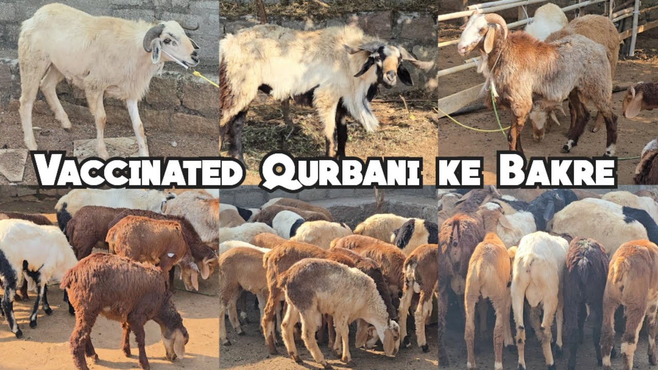 Qurbani Ke Bade Bakre | Pure Telangana Potla | Bade Sing Wale Bakre Available In Hyderabad #goat