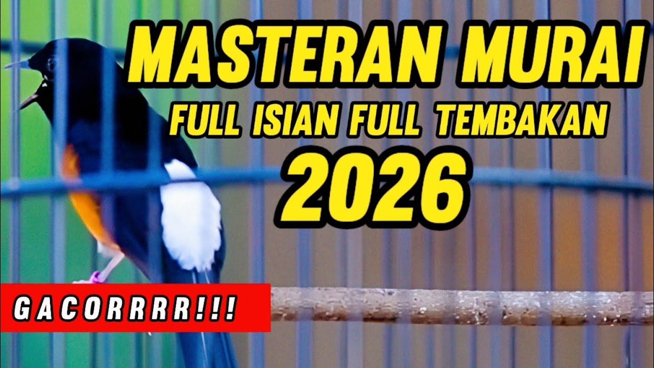 Masteran Murai Batu Full isian Full Tembakan 2026 gacorrr