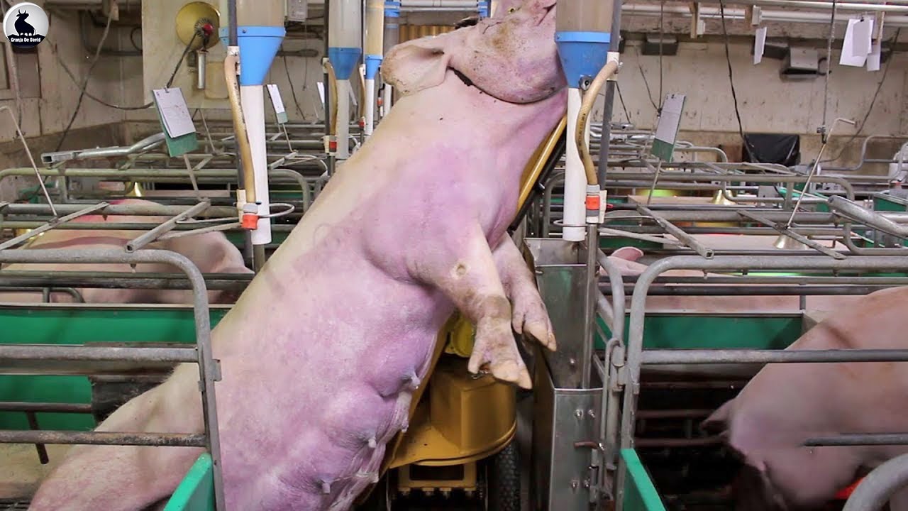 Por eso a China sólo le gusta comer carne de cerdo - Fábrica procesamiento carne cerdo