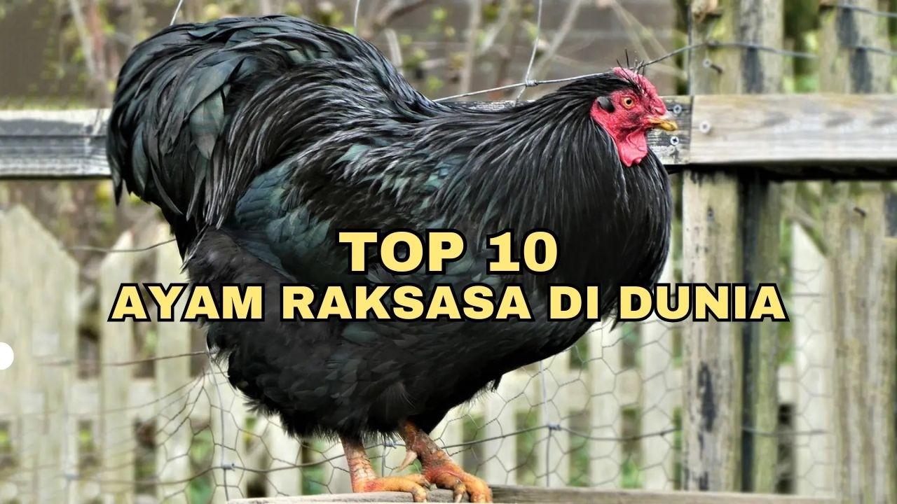 10 Ayam Terbesar di Dunia