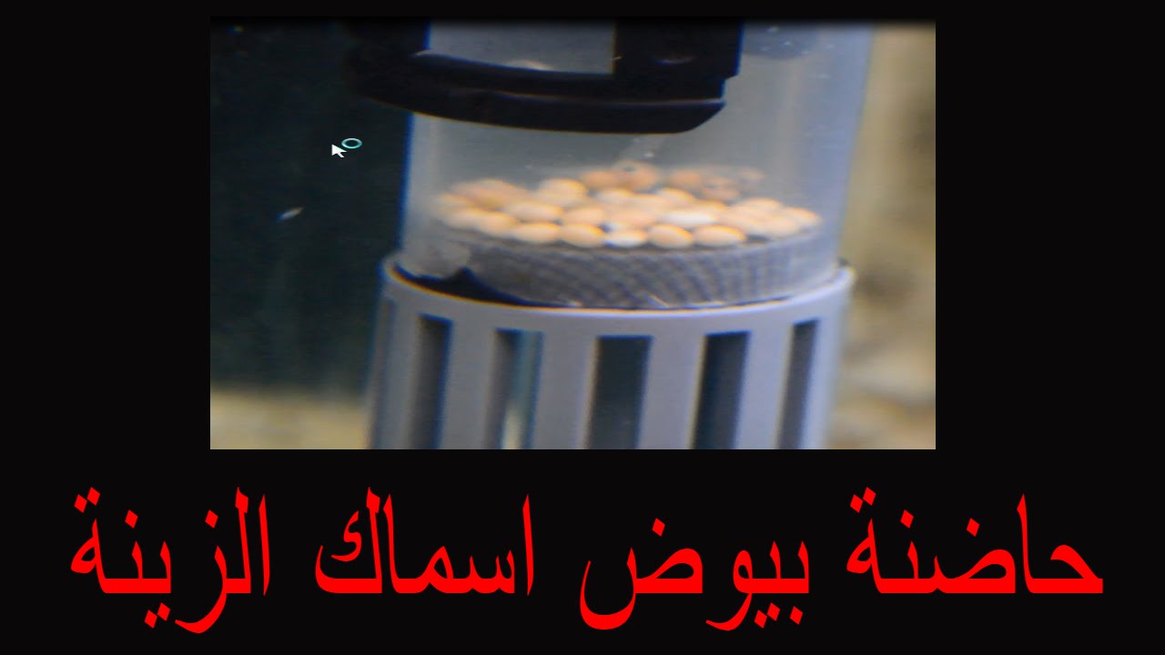 حاضنة بيوض اسماك الزينة