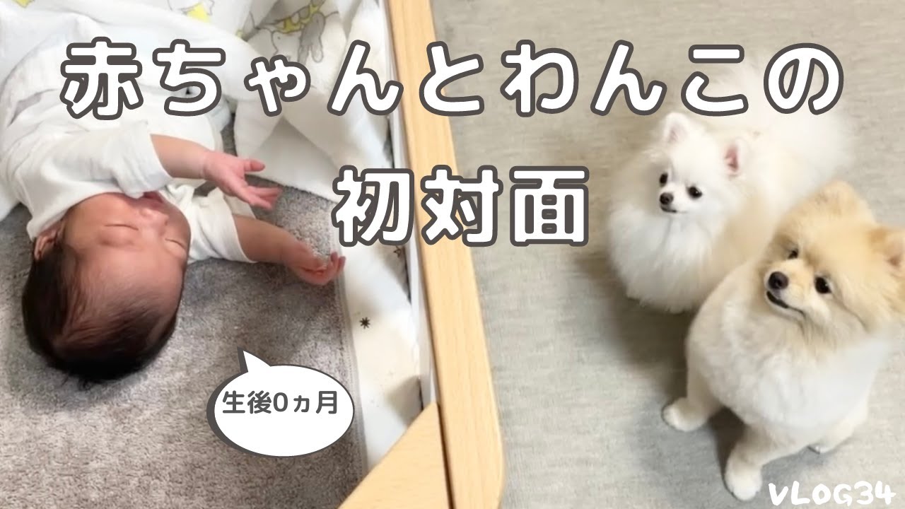 生後０ヵ月の赤ちゃんとの初対面｜意外な反応｜わんこと赤ちゃん｜VLOG#34