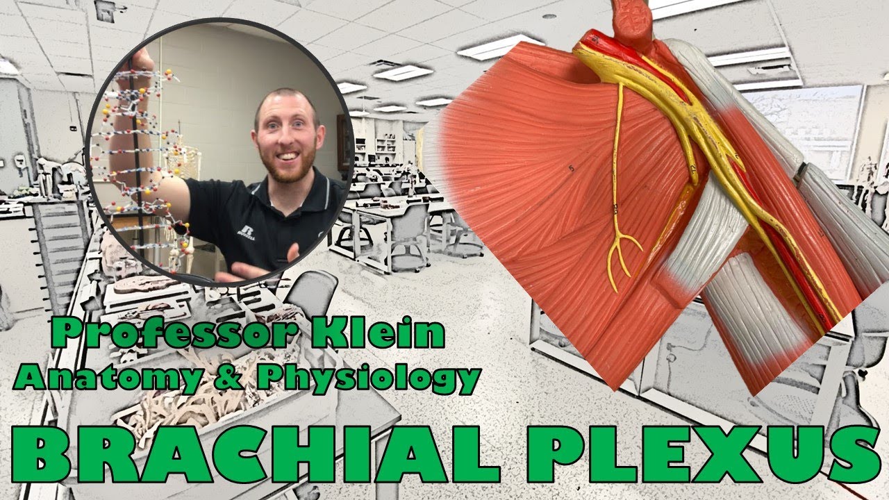 Brachial Plexus on Arm Model