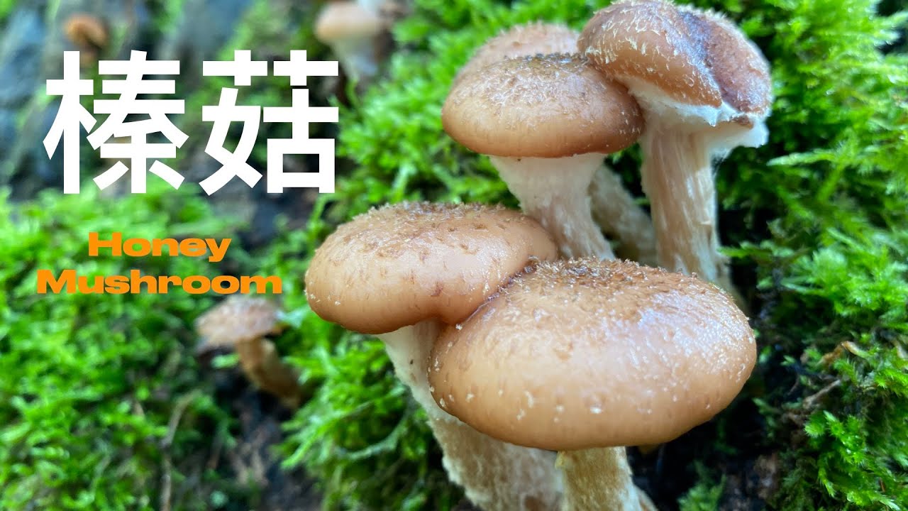 榛菇/Honey Mushroom/我为什么不会采到毒蘑菇/教你几招识别野生菇的技巧
