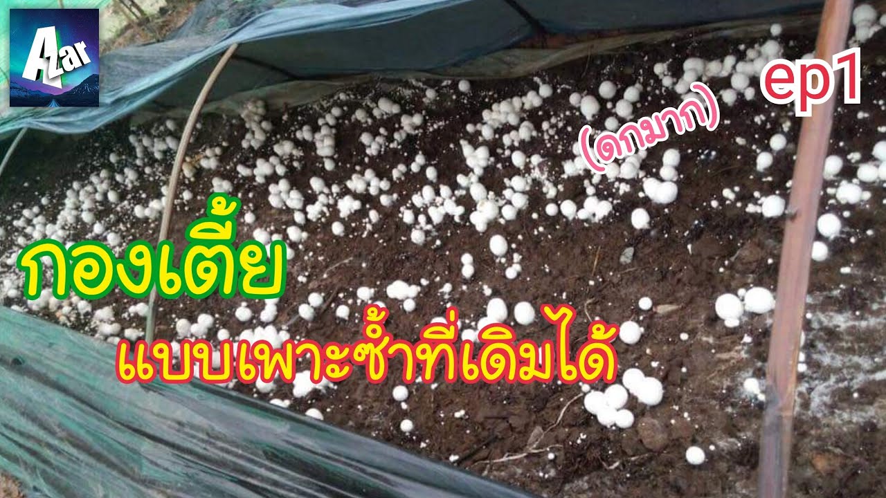 เห็ดฟางกองเตี้ย แบบเพาะซ้ำที่เดิมได้(ตอนที่1)