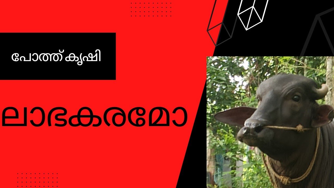 Pothu valarthal labhamo.? പോത്ത് വളർത്തൽ ലാഭകരമോ?
