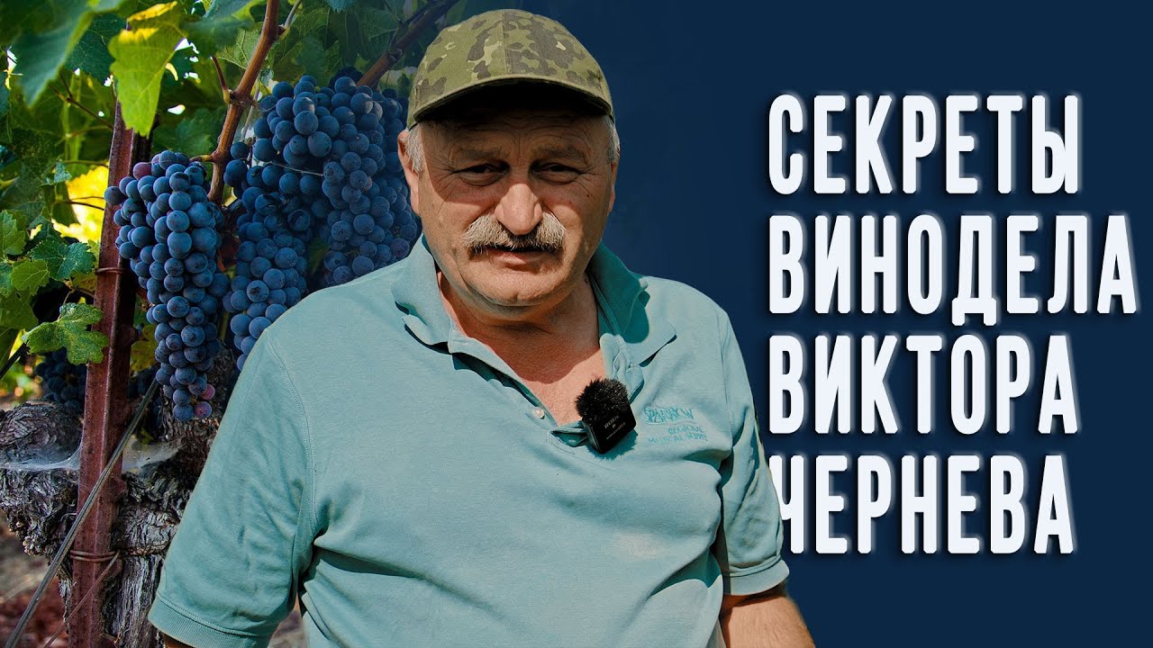 Секреты домашнего виноделия и рецепт хорошего вина от Виктора Чернева