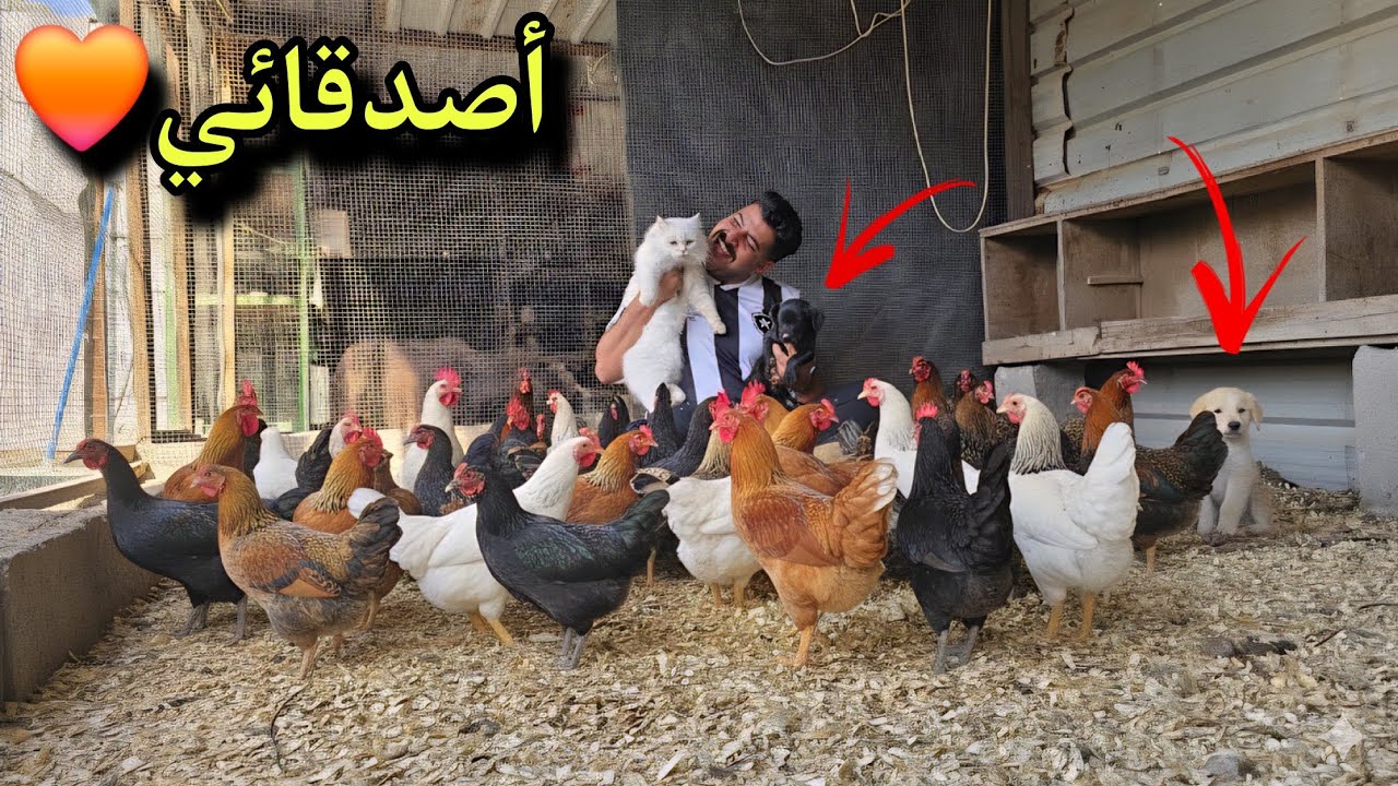 أغرب شلة أصدقاء شفتها بحياتي 😂🐔