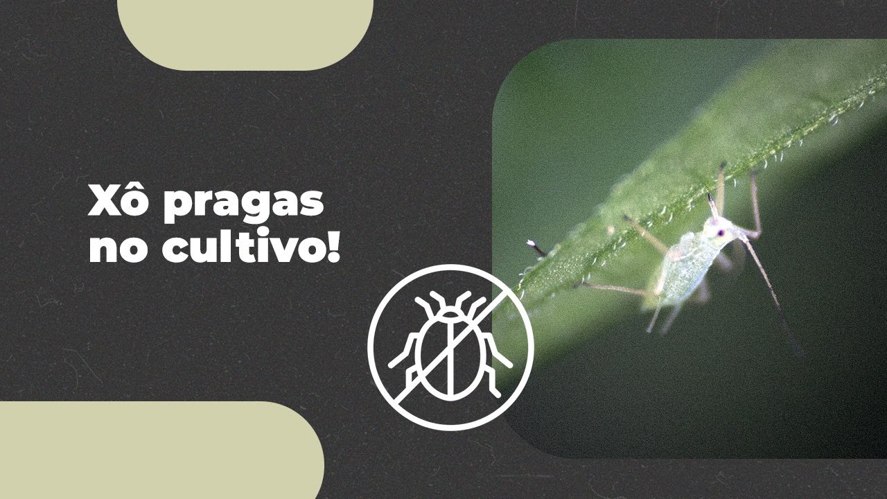Como evitar as pragas no cultivo de cannabis