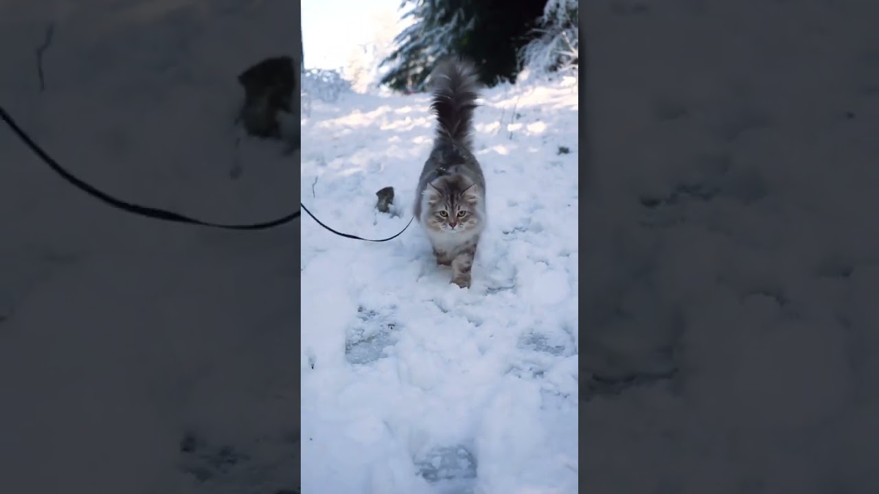 Siberian Cat After a Snowstorm