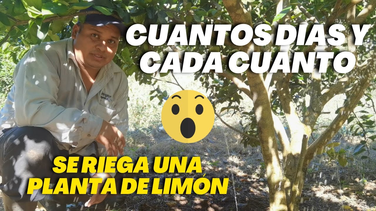 Cada Cuando Regar nuestro Limonero - Riego en limonero