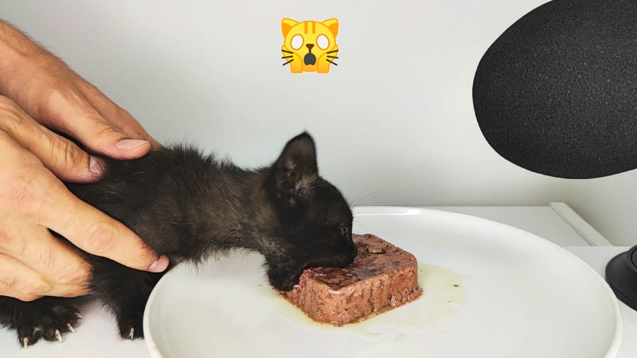 Kitten Eating Wet Cat Food ASMR (Beef+Carrots)