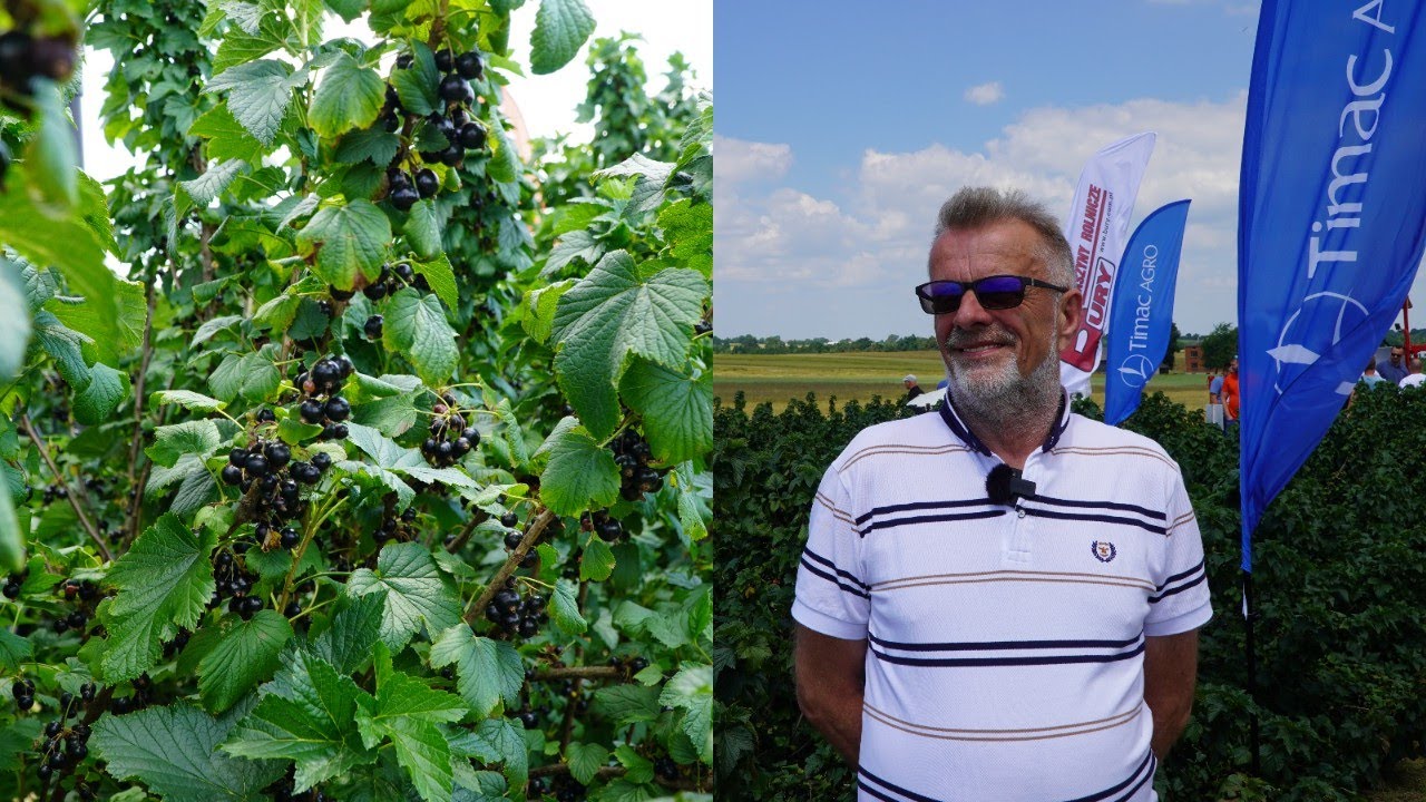 Porzeczka czarna w gospodarstwie Tomasza i Marcina Sadaków