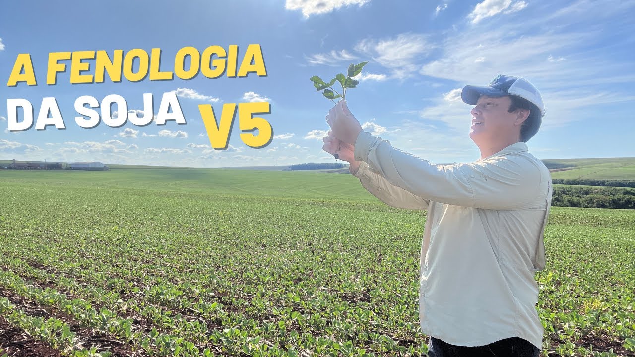 FENOLOGIA da SOJA: V5 - Fase do 5° nó