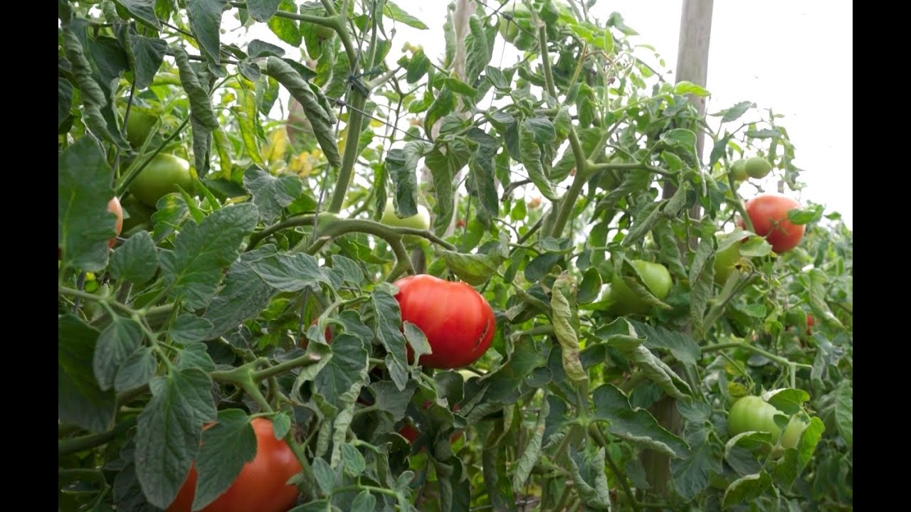 Robuuste Tomatenproject