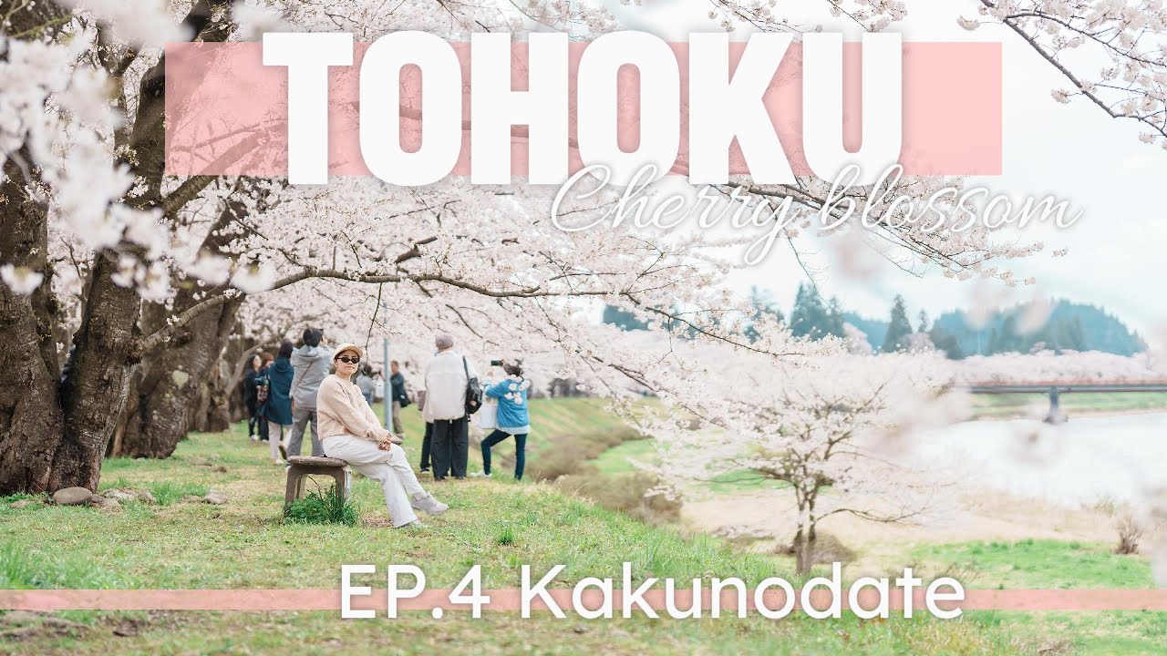 Cherry blossom in Tohoku 🇯🇵 EP. 4 | Kakunodate, Samurai town, Hinokinai river