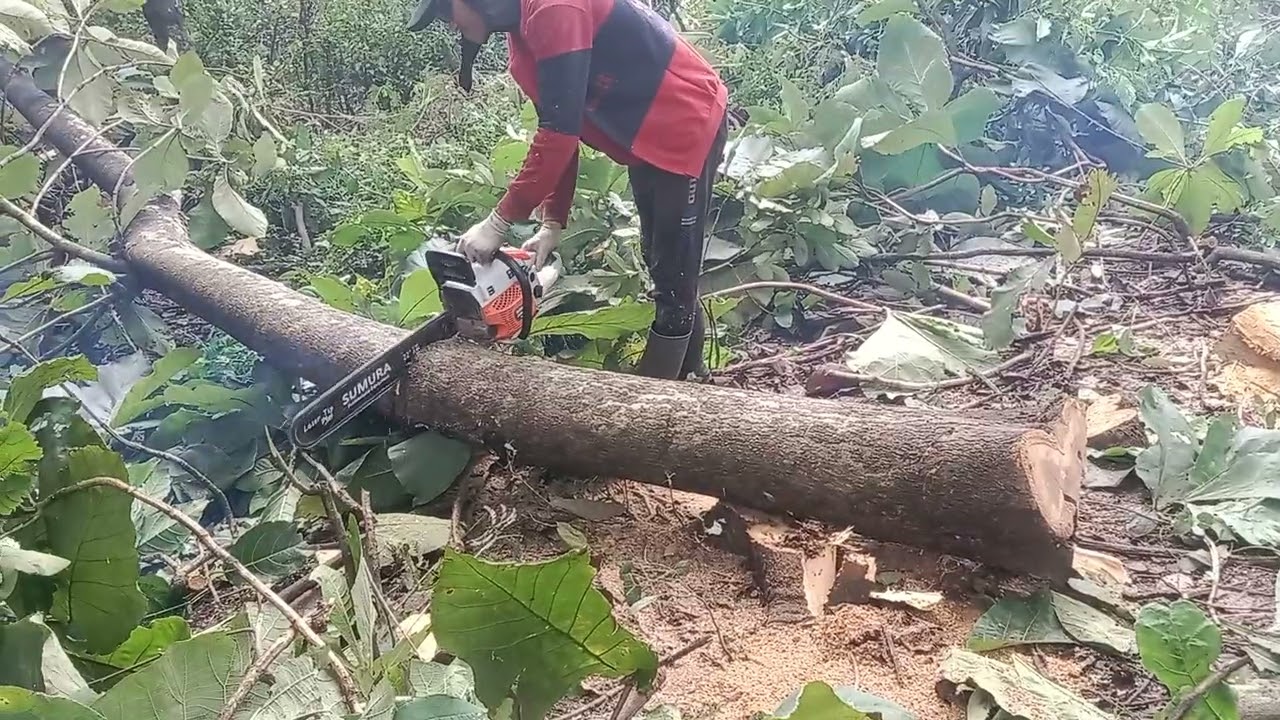 When the tree goes the wrong way, and flips #everyone #viralvideo #fyp