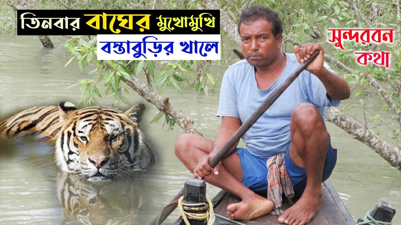 তিনবার বাঘের মুখোমুখি হয়েছি বস্তাবুড়ির খালে এবং কৌশলে ফিরে এসেছি | sundarban jungle | bengal tiger