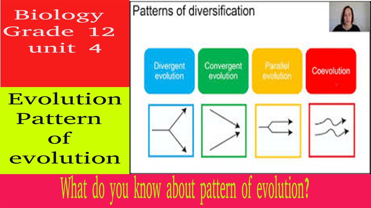 Pattern of evolution | biology | grade 12 | unit 4 | Teacher Melaku