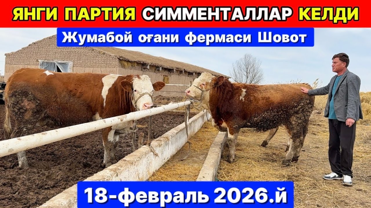 ЯНГИ ПАРТИЯ АВСТРИЙСКИЙ СИММЕНТАЛЛАР КЕЛДИ Жумабой оғани фермаси Шовот 18-февраля 2026 г.