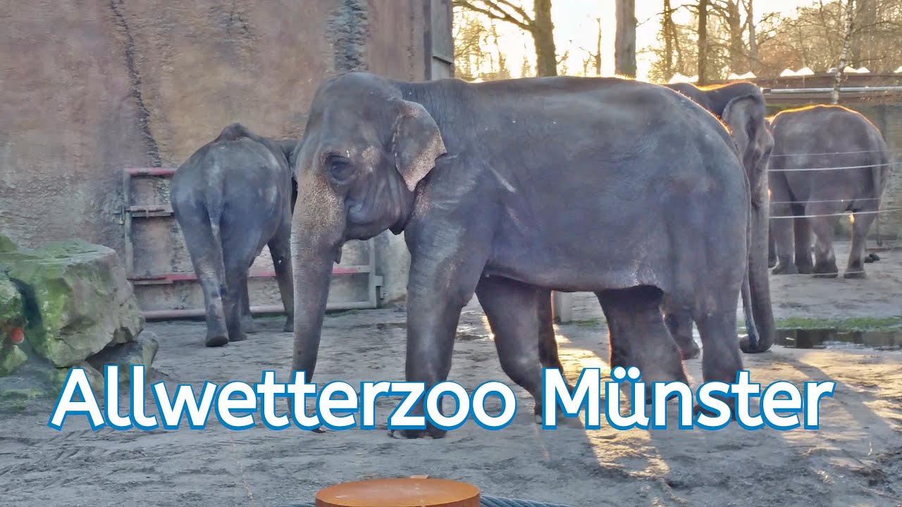 Allwetterzoo ein toller Zoo  Münster - Höhepunkt ist die Elefanten Fütterung