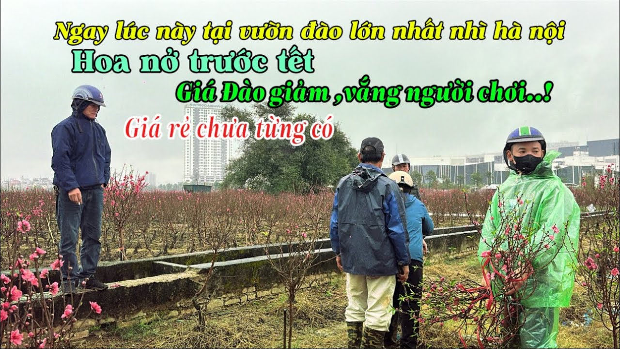 MƯA GIÓ KHIẾN ĐÀO NỞ SỚN ! Bà con trồng đào thất thu . Tại khu trồng đào lớn nhất Hà Nội |Quảng Tùng