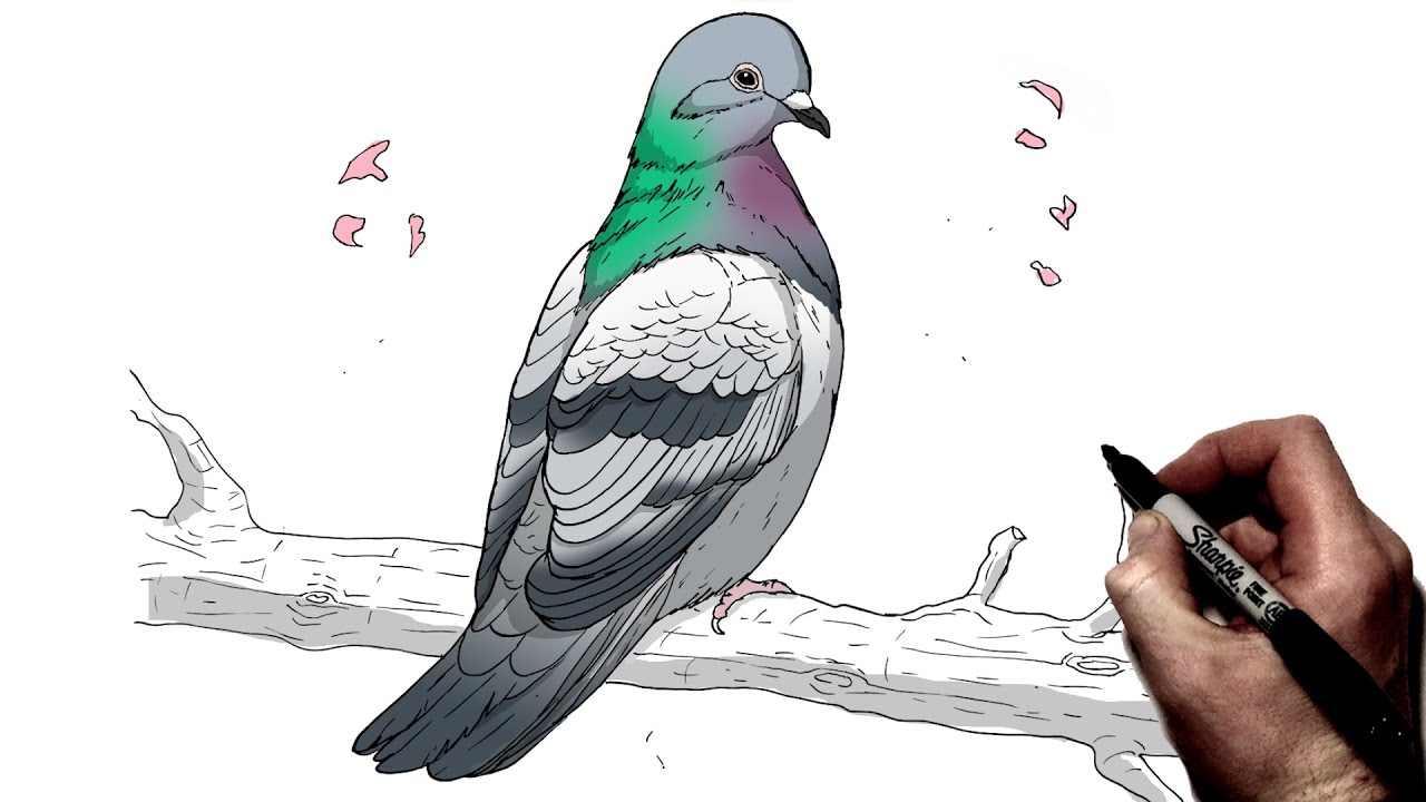How To Draw A Pigeon | Step By Step |