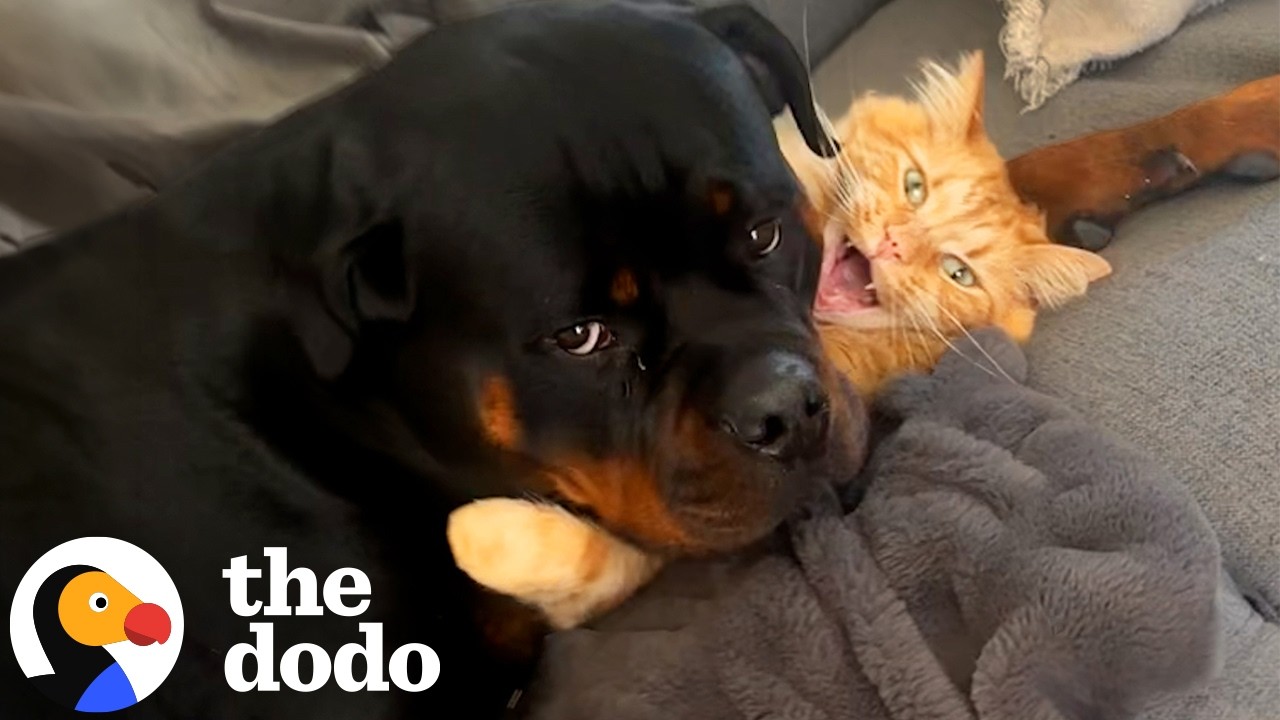 10-Pound Cat Takes Down 90-Pound Rottweiler Every Day  | The Dodo