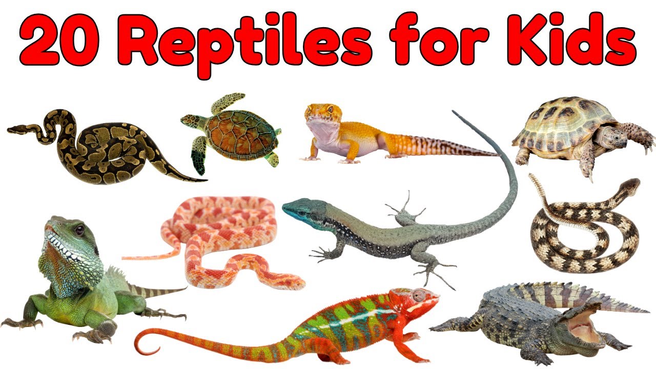 Reptiles Vocabulary for Kids | Learn 20 Cool Reptile Names with Pictures | Reptiles Vocabulary#kids