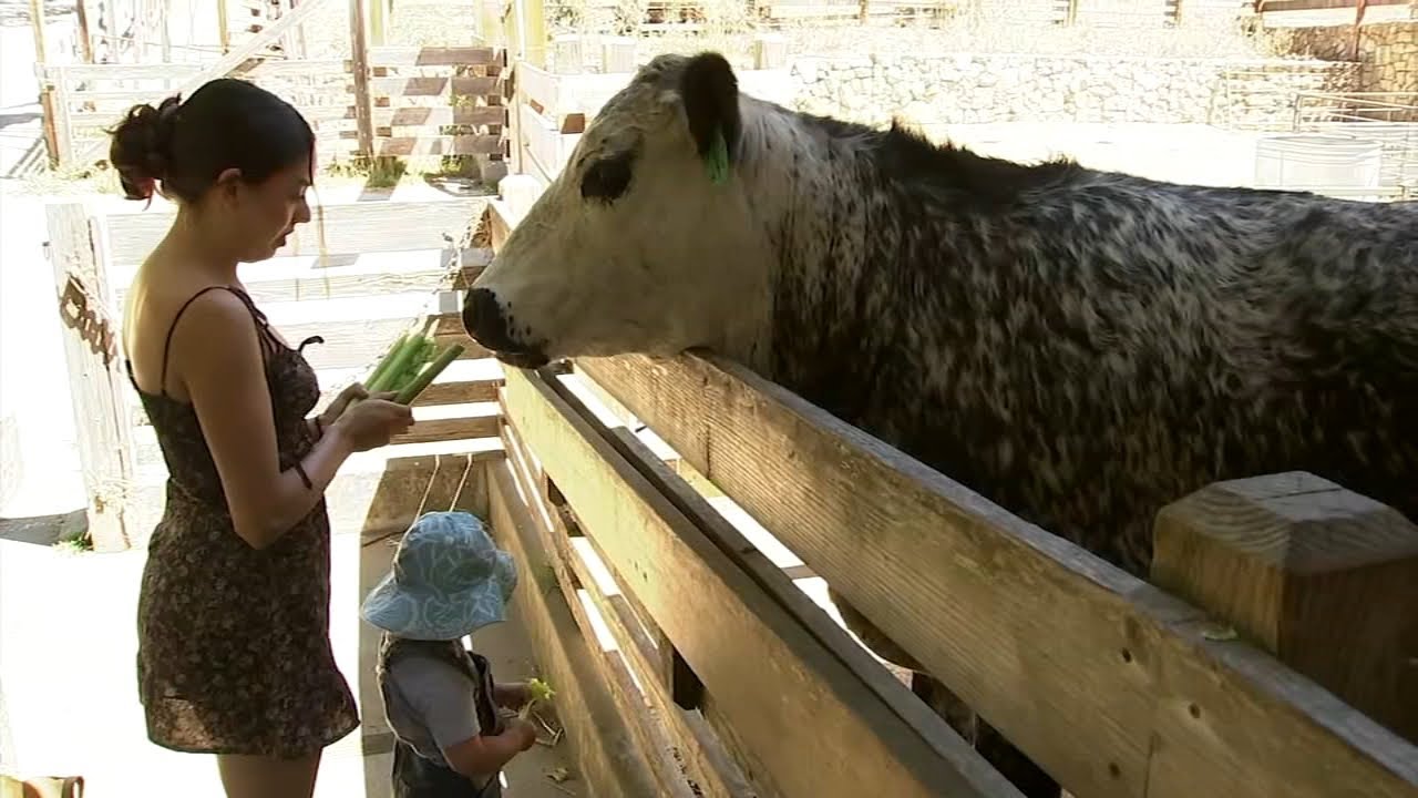 No cow selfies! East Bay Parks issue calving season advisory