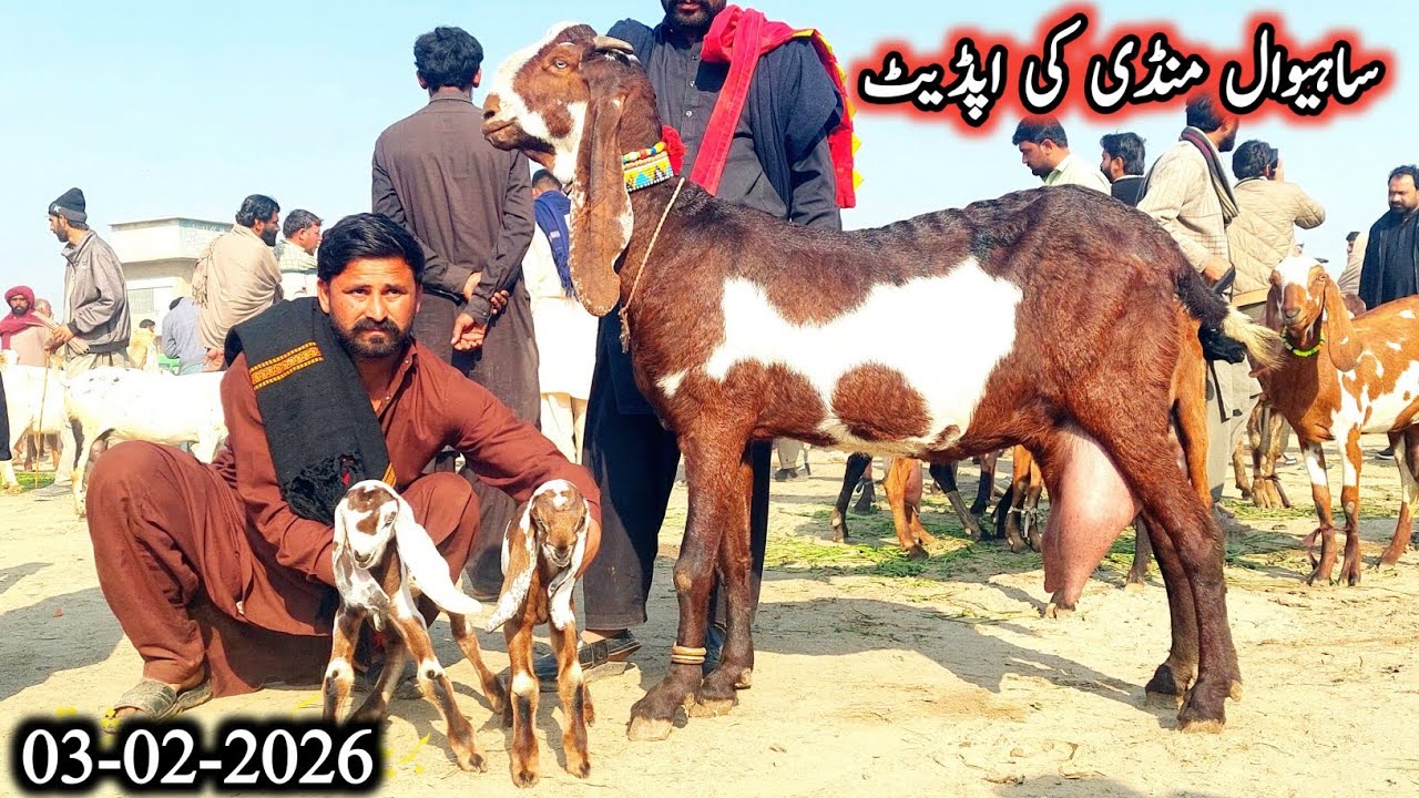 3 February 2026 Live Sahiwal Bakra Mandi Today Latest Update-Milking With Preagnint Goats-Goat Kids