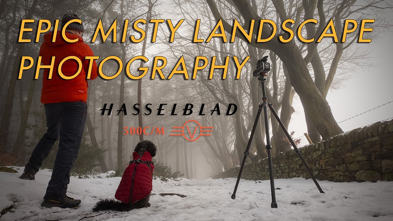 Misty HASSELBLAD Landscape Photography at Darwin Forrest and an Epic Beech Avenue