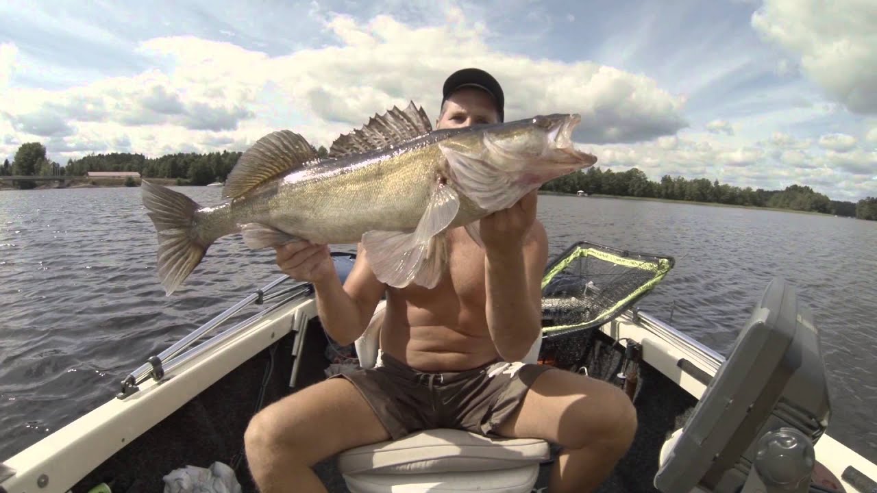 Big Zanders. Walleye. Gös fishing.