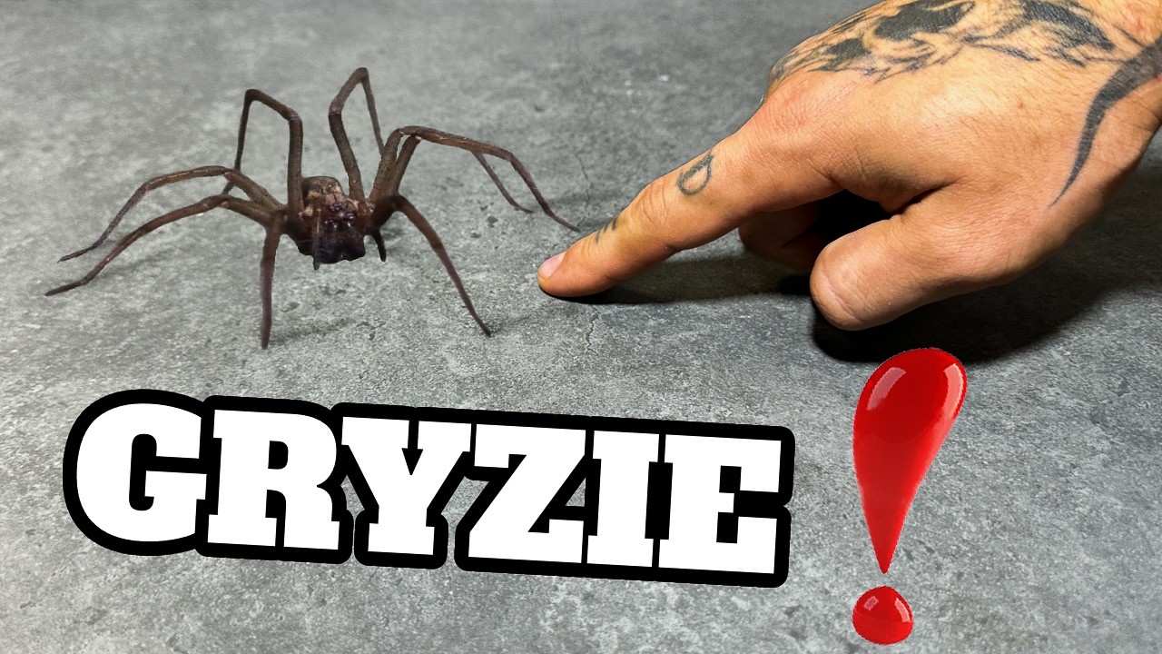 KTÓRE POLSKIE PAJĄKI GRYZĄ❓