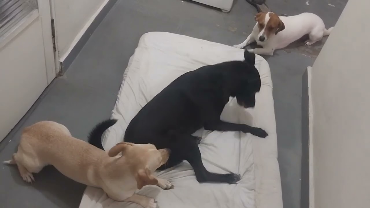 Quanto tempo durou esse colchão?