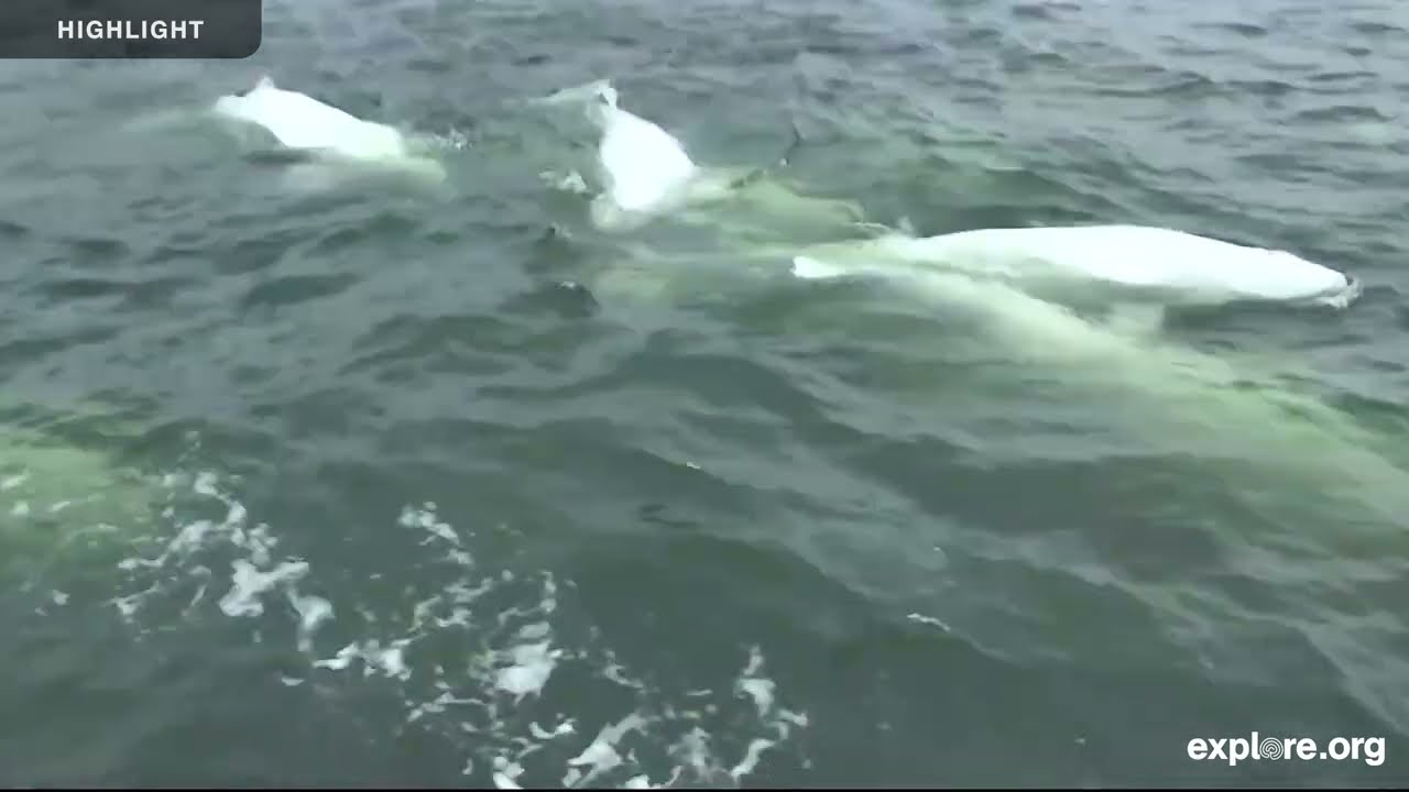Beluga Boat Above Water - Polar Bears International | 2025 Highlights