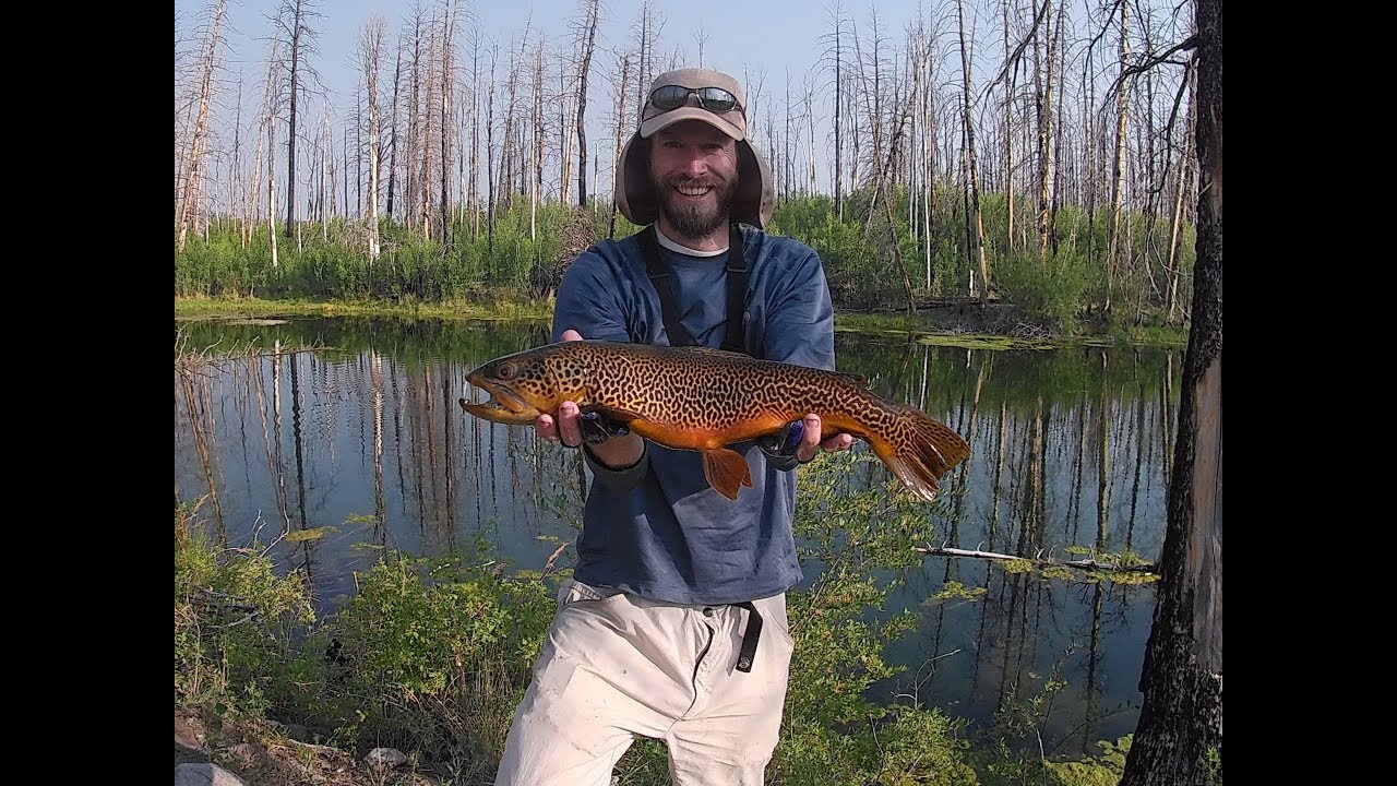 Fly fishing for tiger and brook trout on Boulder Moutain in southern Utah