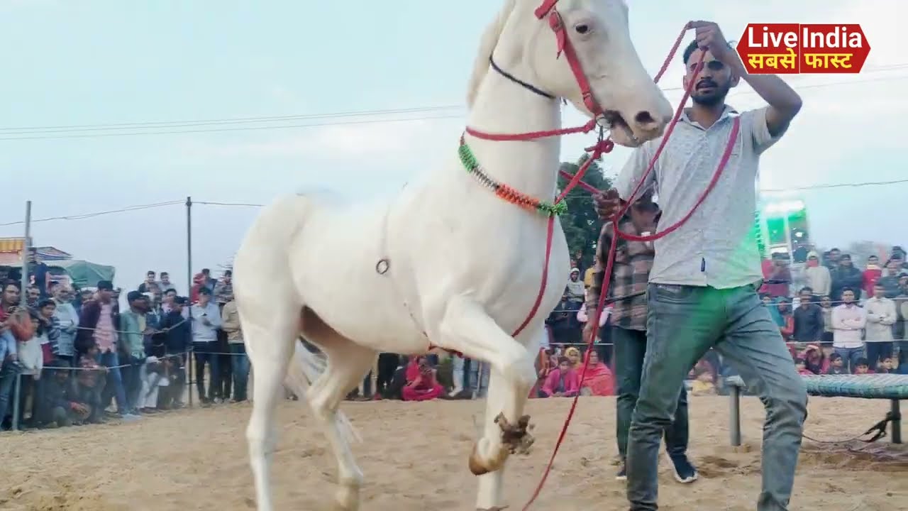 Ghoda or horse dance with latest song 2025 | बिजली सी स्पीड वाला डांस