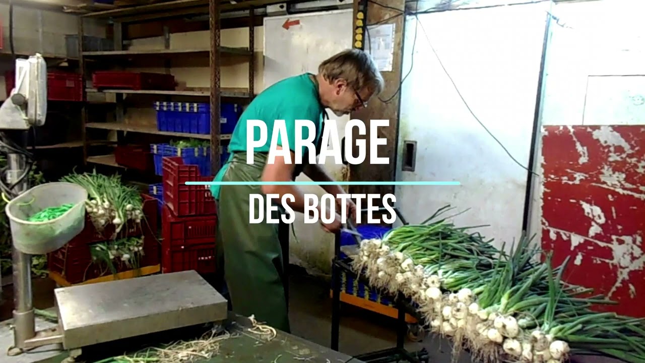 Bottelage des oignons
