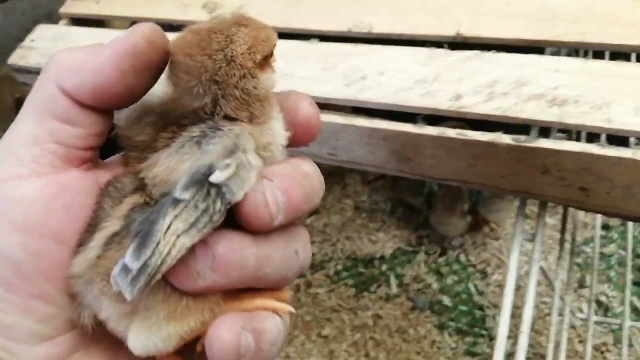 Цыплята Билефельдер/Bielefelder kennhuhn помесь.