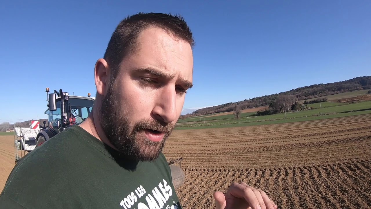 La plantation de carottes porte graine