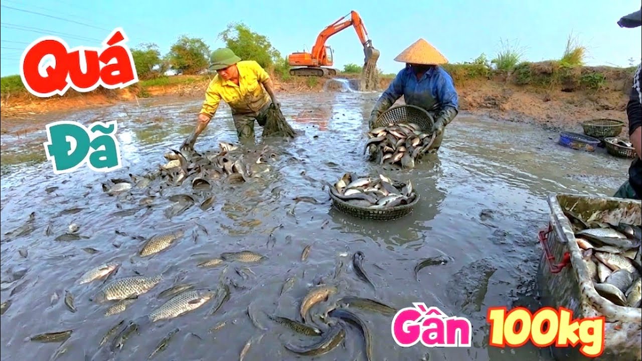 Bắt Lại Ao Hoang Giữa Đồng Mà Vẫn Trúng Mẻ Đậm - Rất Nhiều Cá Ngon Gần 100kg / Quế Nghịch