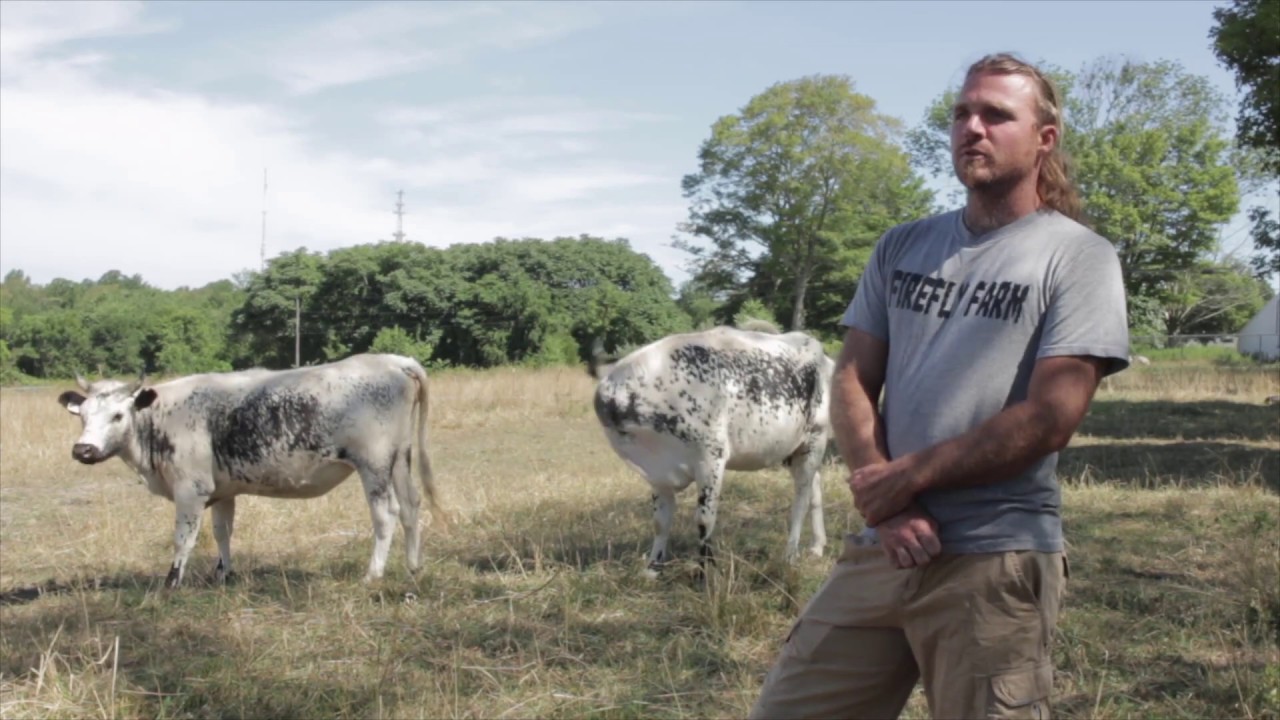 Dugan Tillman-Brown, Firefly Farm: My, those Randall Cattle sure are shiney.
