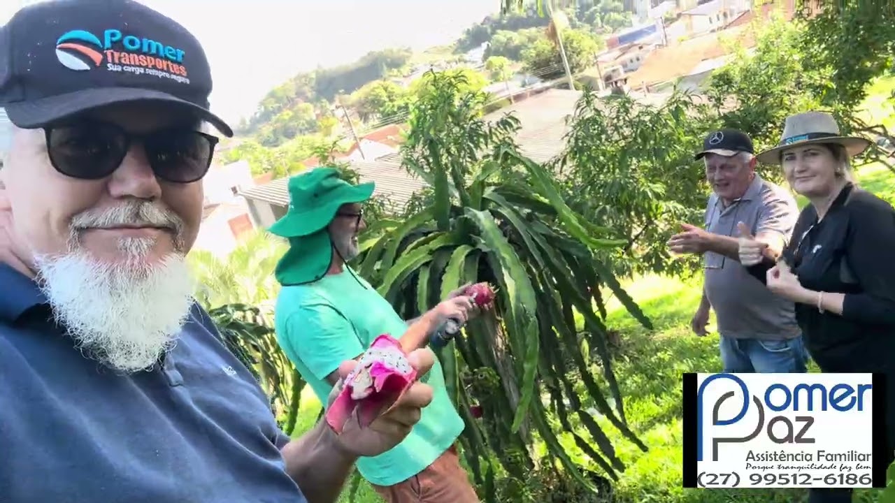 Plantação de pitaia em Timbó - SC