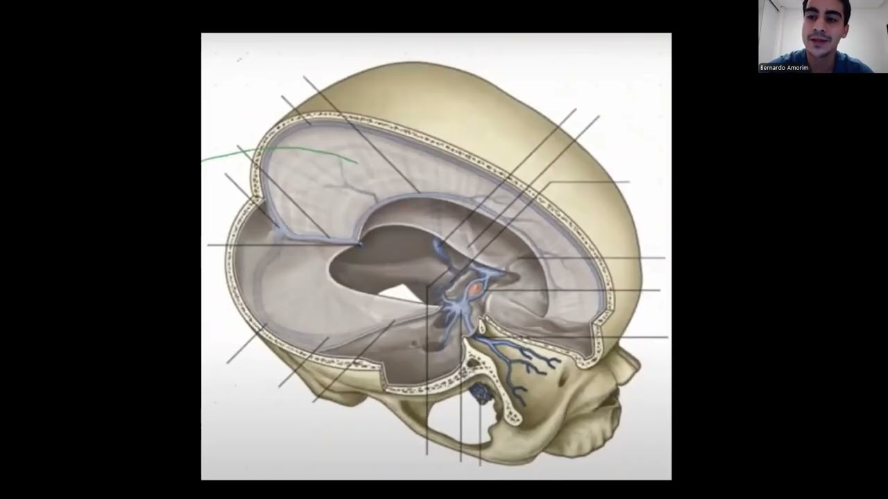 Meninges - neuroanatomia